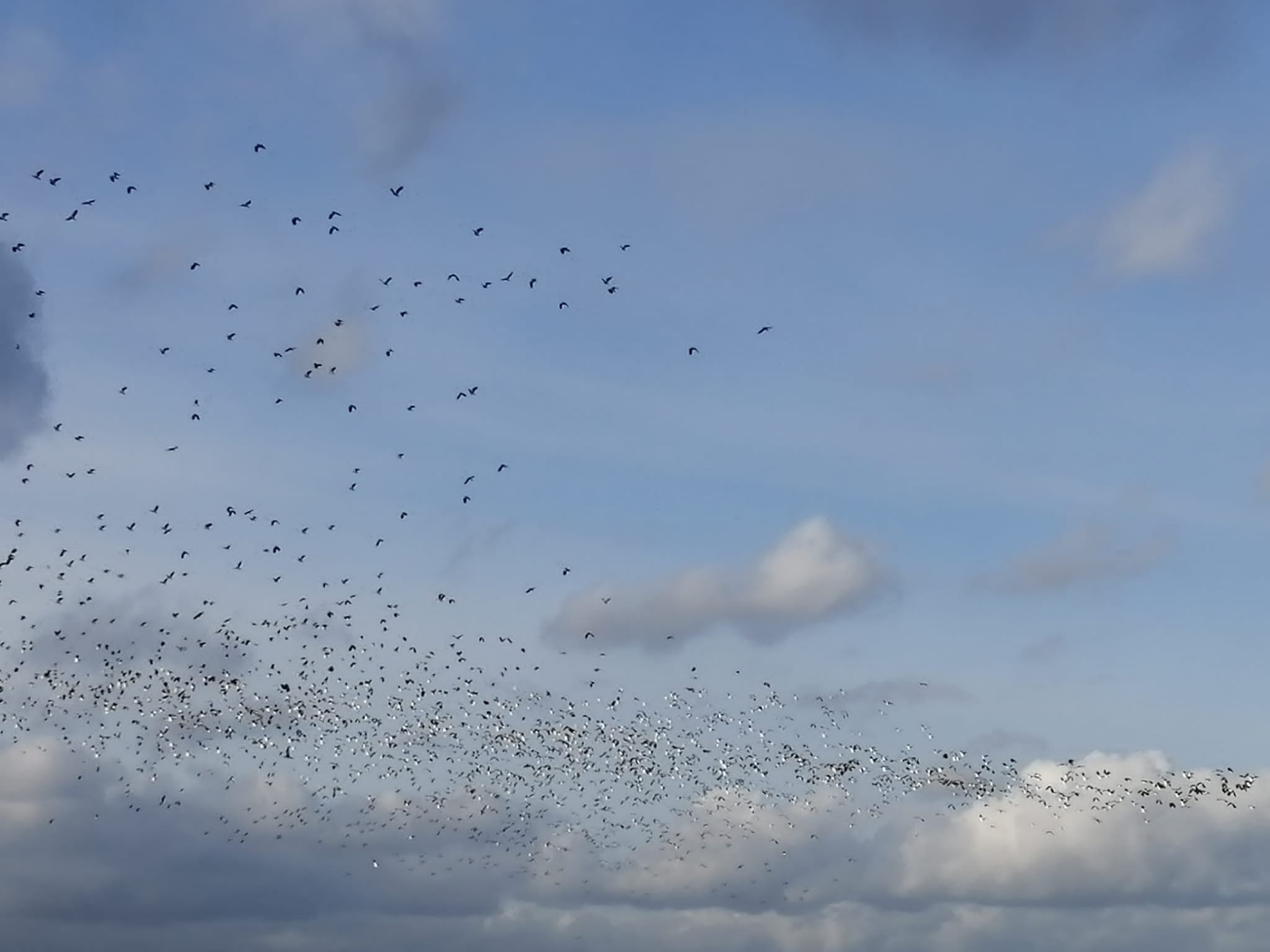 Zwerm vogels